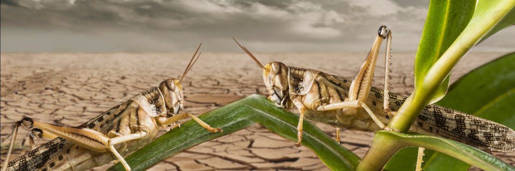 Are Today’s Locust Swarms an End-Time Plague?