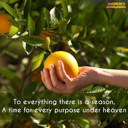To every thing there is a season, and a time to every purpose under the heaven: (Ecclesiastes 3:1)
