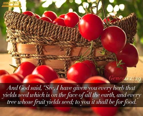 And God said, Behold, I have given you every herb bearing seed, which is upon the face of all the earth, and every tree, in the which is the fruit of a tree yielding seed; to you it shall be for meat. (Genesis 1:29)
