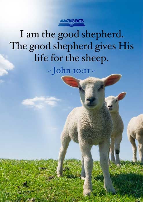 I am the good shepherd: the good shepherd giveth his life for the sheep. John 10:11