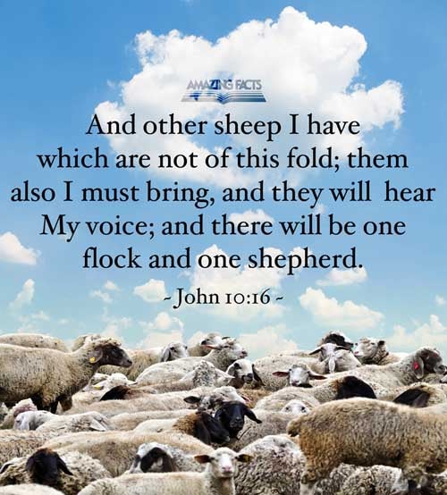 And other sheep I have, which are not of this fold: them also I must bring, and they shall hear my voice; and there shall be one fold, and one shepherd. John 10:16