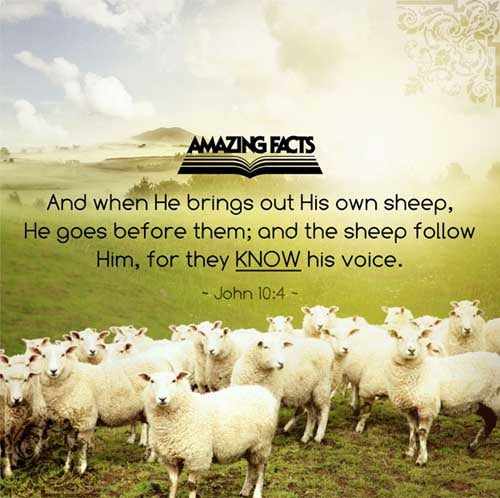 And when he putteth forth his own sheep, he goeth before them, and the sheep follow him: for they know his voice. (John 10:4)