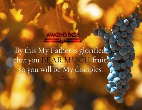 Herein is my Father glorified, that ye bear much fruit; so shall ye be my disciples. John 15:8