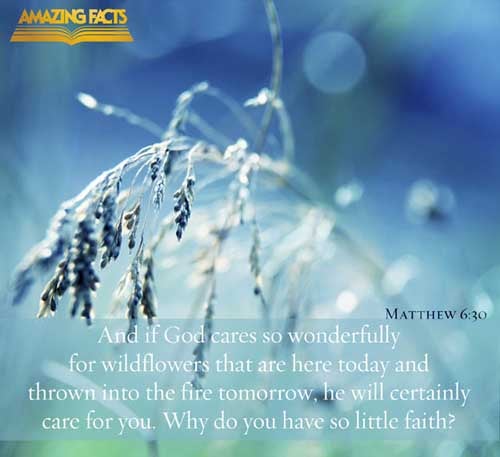 Wherefore, if God so clothe the grass of the field, which to day is, and to morrow is cast into the oven, shall he not much more clothe you, O ye of little faith? (Matthew 6:30)