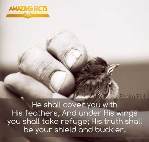 He shall cover thee with his feathers, and under his wings shalt thou trust: his truth shall be thy shield and buckler. (Psalms 91:4)