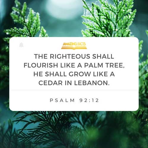The righteous shall flourish like the palm tree: he shall grow like a cedar in Lebanon. Psalms 92:12