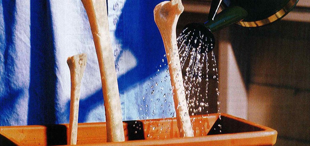 Tote Knochen wiederbeleben