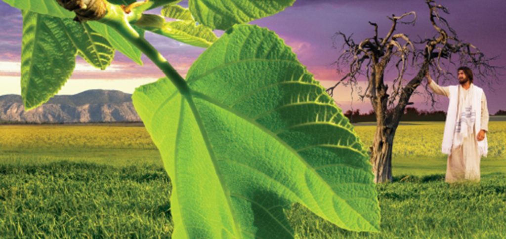 看哪，无花果树