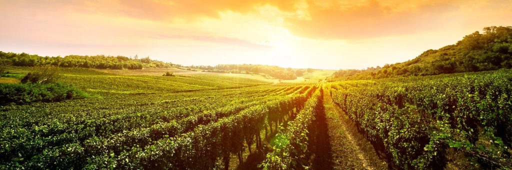 Библейская ферма Израиля